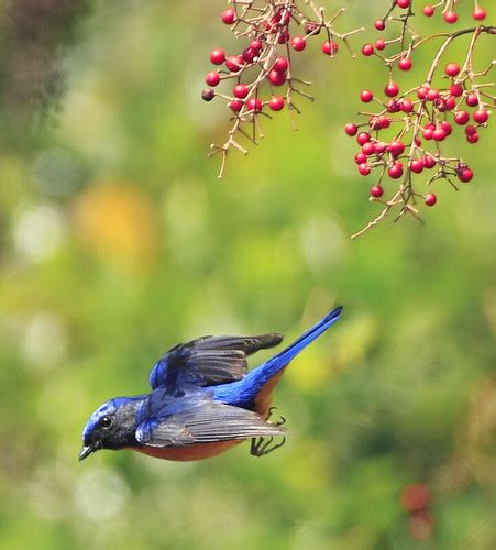 #634 黃腹午颺 | 黃腹琉璃‧攝於台灣 台中縣 大雪山 Vivid Niltava,taken at DaSyueS… | Flickr