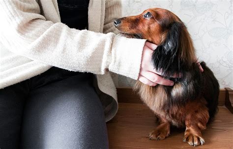 Study Finds That Petting Dogs May Give Us the Same Brain Benefits as Socializing With Humans ...