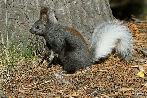 Kaibab Squirrel (Sciurus aberti kaibabensis) or tassel-eared squirrel ...