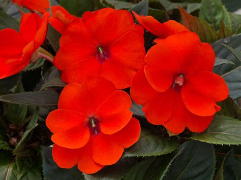 SUNPATIENS® Compact Orange - Danziger