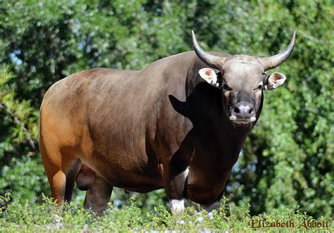 Banteng Cattle Weekender Tote Bag for Sale by Elizabeth Abbott