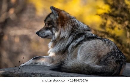 Endangered Mexican Gray Wolf Fall Colors Stock Photo 1618476676 ...