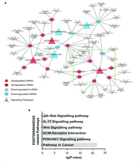 | Signaling pathway analysis of the lncRNAs. (A) An lncRNA-mRNA-pathway ...