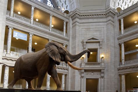 National Museum of Natural History - Inside (1) | Washington | Pictures in Global-Geography