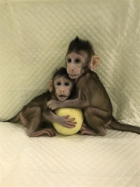 Meet Zhong Zhong and Hua Hua: Chinese scientists create two adorable monkey clones in a world first