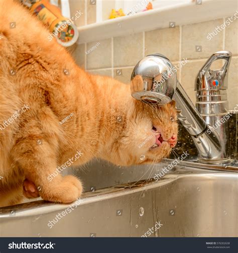 Funny Ginger Cat Drinking Water Kitchen Stock Photo 576302638 ...