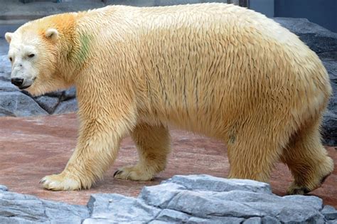 First Tropical Polar Bear Dies Aged 27 in Singapore Zoo