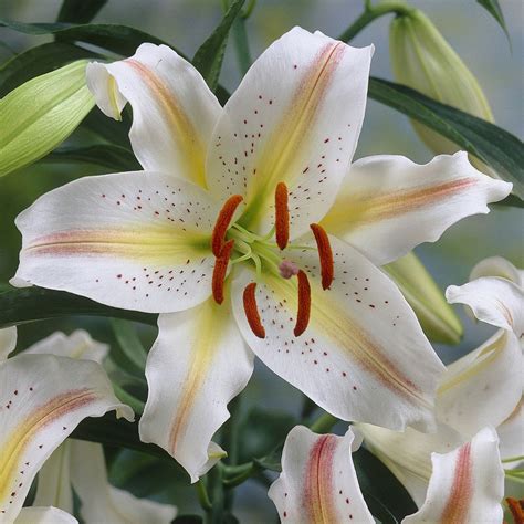 EuroBlooms Lily Oriental Pot 'Garden Party' 6 Flower Bulbs - Walmart.com - Walmart.com