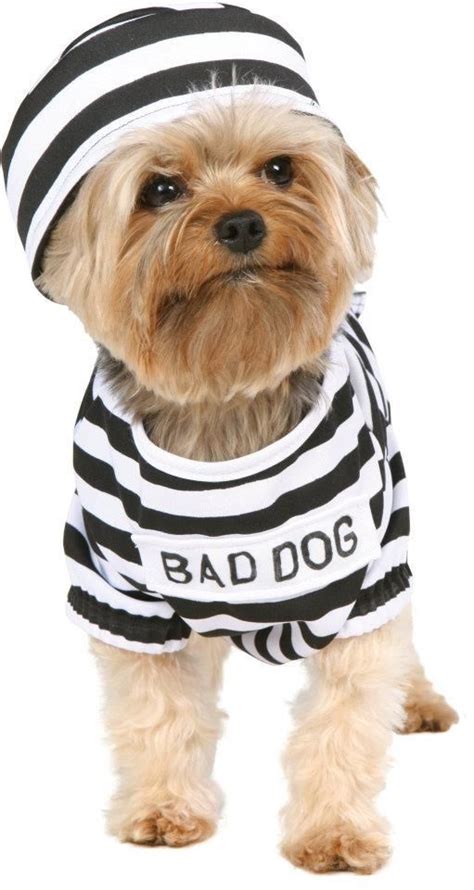 Cute Dog Costumes, Puppy Costume, Pet Halloween Costumes, Animal Costumes, Dog Halloween ...