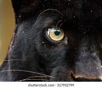 Black Panther Eyes By Akiko Watanabe | ubicaciondepersonas.cdmx.gob.mx