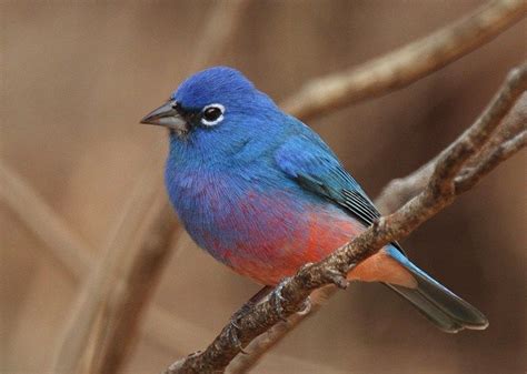 The rose-bellied bunting (Passerina rositae) is a species of bird in the Cardinalidae family. It ...