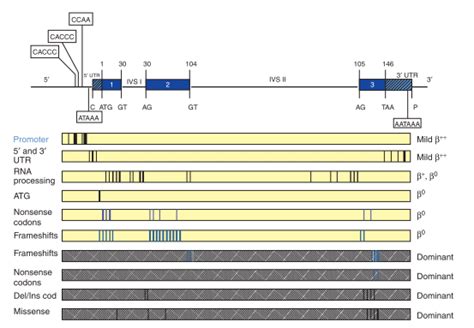 Map of human β-globin (HBB) gene and common indicated mutations along... | Download Scientific ...