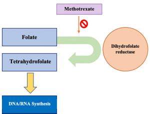 Methotrexate And Leucovorin Mechanism Of Action