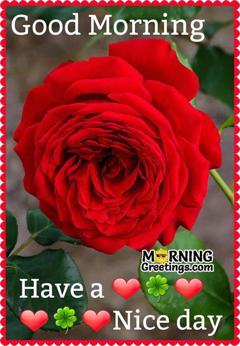 51 Good Morning Wishes With Rose - Morning Greetings – Morning Quotes And Wishes Images