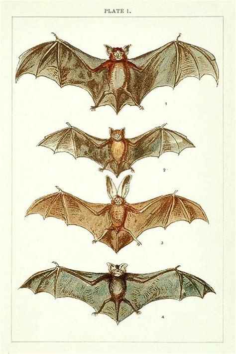 Bat Anatomy Drawing - Drawing.rjuuc.edu.np