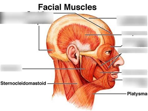 Epicranius Muscle