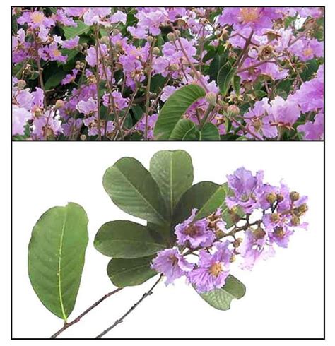 Banaba / Lagerstroemia Speciosa: Philippine Medicinal Plants ...