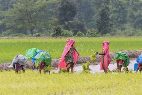 Indian Rural Women Farming Paddy Editorial Photo - Image of farming, cultivate: 122540016