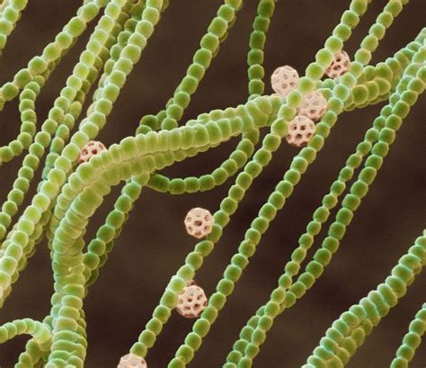 Cyanobacteria or Blue-Green Algae in an Aquarium