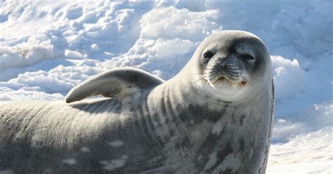 Weddell seal (Leptonychotes weddellii) adaptations & facts