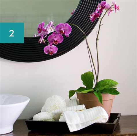 8 Best Bathroom Plants: High Humidity Plants — EverydayGardenIdeas