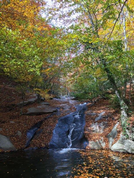 Premium Photo | Park in autumn with colorful leaves