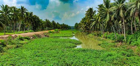 Scenic Coconut Trees Along the Godavari River in Konaseema, Andhrapradesh, India Stock Image ...