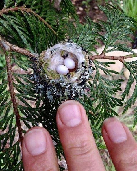 This is the size of a hummingbird nest | Hummingbird nests, Beautiful ...