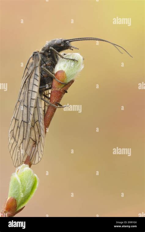 alderfly Stock Photo - Alamy