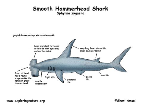 anatomy - The Great Hammerhead