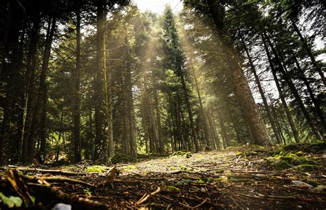 Sunlight on Tall Trees · Free Stock Photo