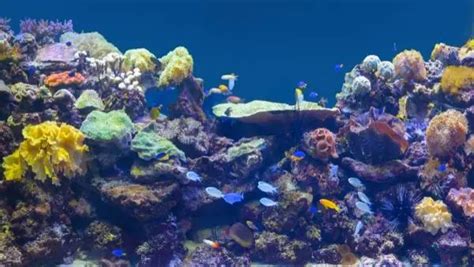 Discover the top 6 Best Reef Safe Angelfish and why they will thrive