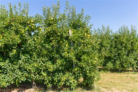 Ripe Golden Apples in a Farm Orchard Stock Image - Image of tree, fresh ...