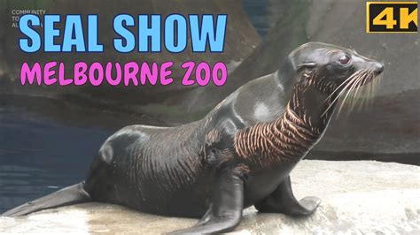 SEAL SHOW ROYAL MELBOURNE ZOO AUSTRALIA 2020 4K - YouTube