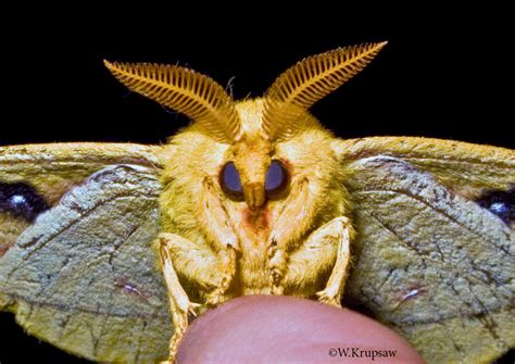 Imperial moth Eacles imperialis (Drury, 1773) | Butterflies and Moths of North America