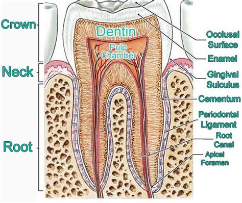 Tooth Anatomy - Carson & Carson, DDS