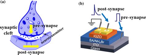 (a) Schematic image of a biological synapse and (b) schematic structure ...