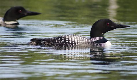 Killarney Wildlife, Ontario – Alec Ring Architecture