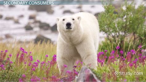 Secondary Consumers: Definition & Examples - Video & Lesson Transcript ...