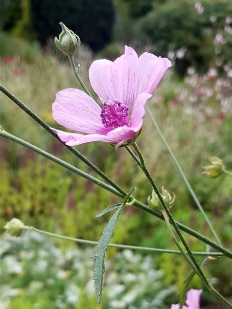 Althaea | Althaea cannabina - The Beth Chatto Gardens