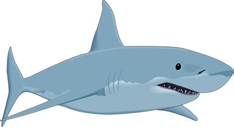 Great white shark Drawing Clip art - sharks png download - 1023*557 - Free Transparent Shark png ...