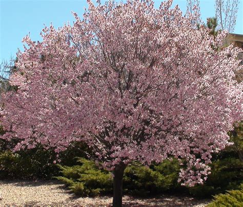 Newport Flowering Plum For Sale Online | The Tree Center