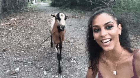 Stubborn Goat Gif - IceGif