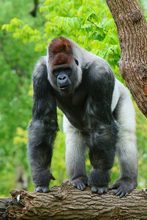 Western Gorilla | Animals Wiki | Fandom