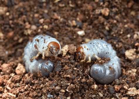 White Grubs Approved Control Methods - Gardenfrontier