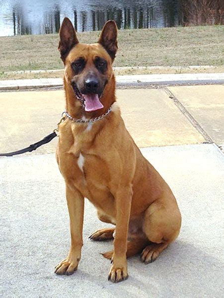 Malinois_K9 – Southern Police Canine, Inc.