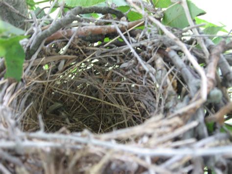 Prairie Places: Mockingbird Nest