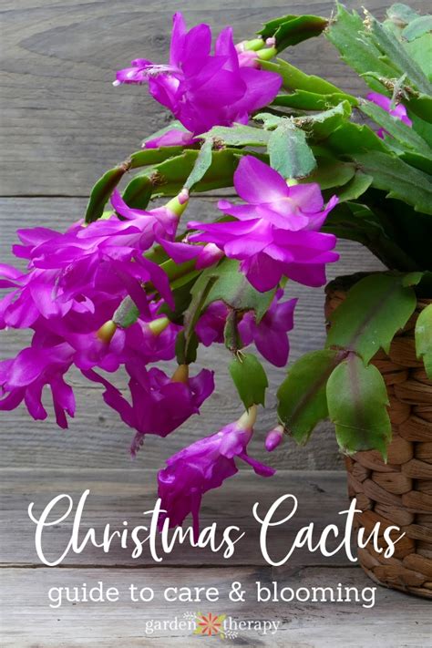 How to Get a Christmas Cactus to Bloom: Watering, Propagating + More