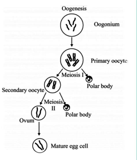 Oogenesis Diagram