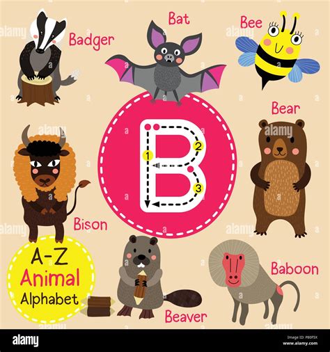 Cute children zoo alphabet B letter tracing of funny animal cartoon for kids learning English ...